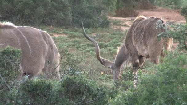 Güney Afrika yaban hayatı — Stok video