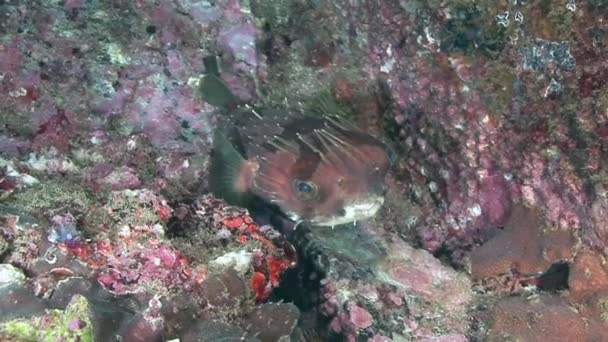 Pufferfish, diving in Arabian sea, — Stock Video