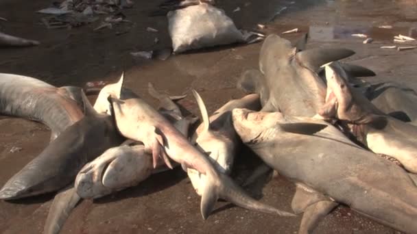 Sri Lanka köpekbalığı leşleri — Stok video