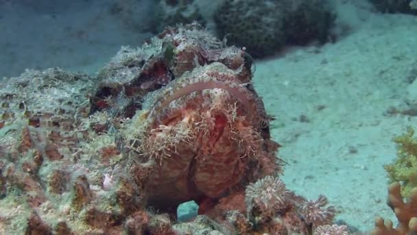 Червона рибка Скорпіона, що лежить на морському дні — стокове відео