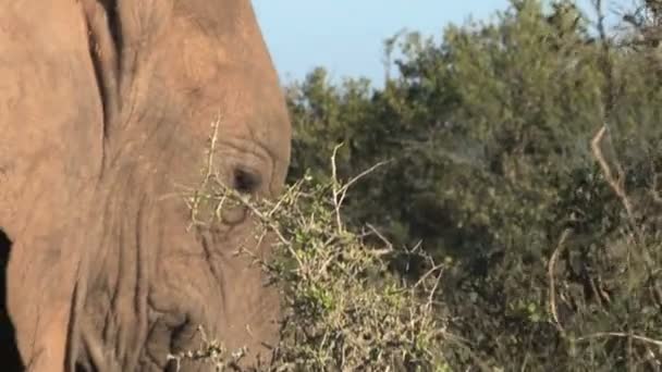 Stora vackra elefant — Stockvideo