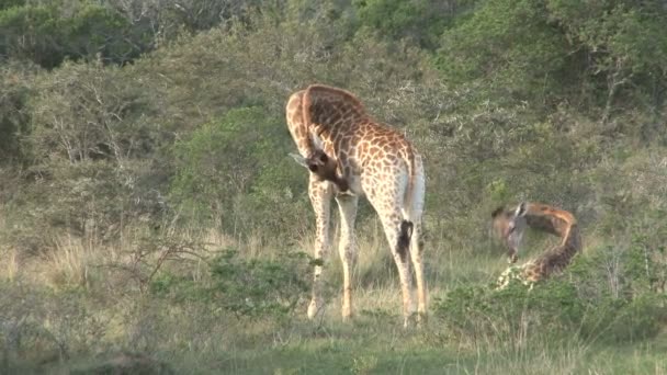 Två vilda giraffer — Stockvideo