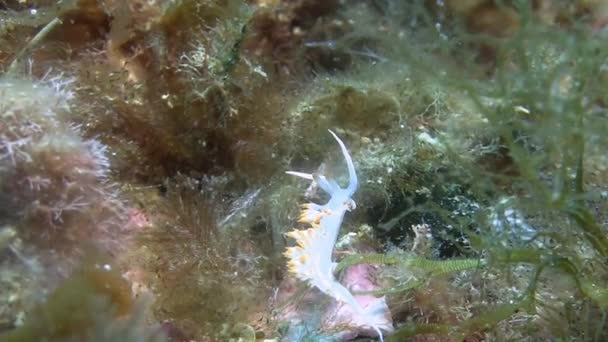 Nudibranch di laut Mediterania — Stok Video