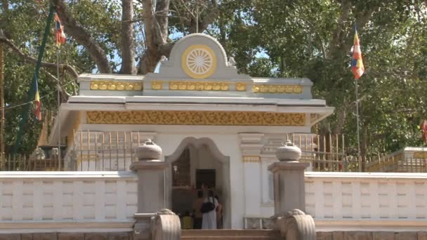 Personer som ber i Sri Maha Bodhi — Stockvideo