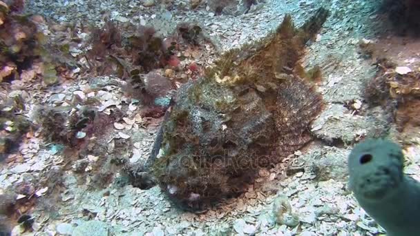 Scorpionfish in Caribbean sea — Stock Video