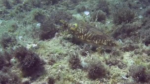 Mergulho no mar Mediterrâneo — Vídeo de Stock