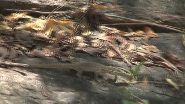 蜥蜴在岩石上行走 — 图库视频影像