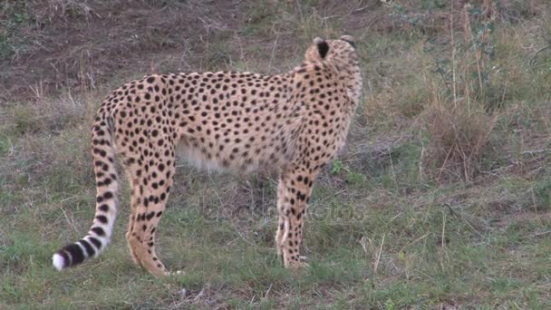 Vackra afrikanska Leopard — Stockvideo