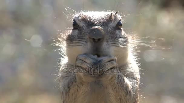 在他的自然栖息地的土拨鼠 — 图库视频影像