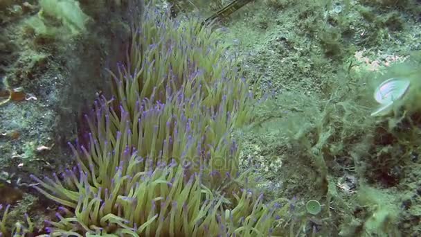 Anemone im Mittelmeer — Stockvideo