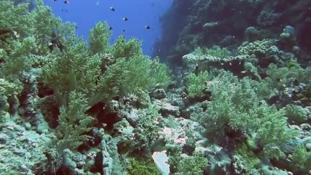 Barevné ryby plavání v blízkosti korálového útesu — Stock video