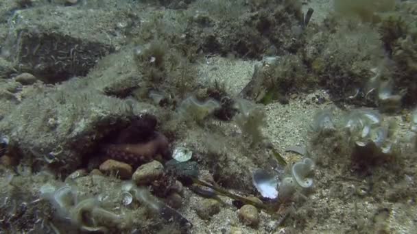 Ośmiornica w Morzu Śródziemnym — Wideo stockowe