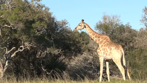 Giraffen äta från träd — Stockvideo