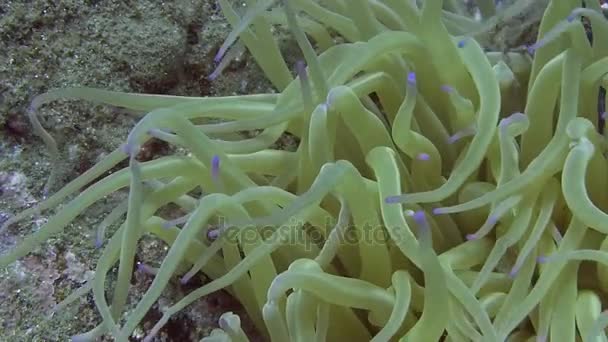 Akdeniz deniz anemon — Stok video