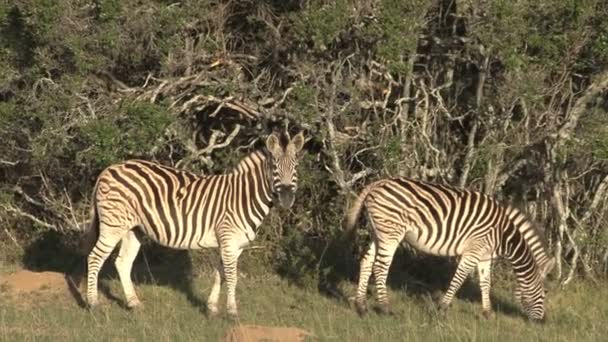 Zebras pastando em savana verde — Vídeo de Stock