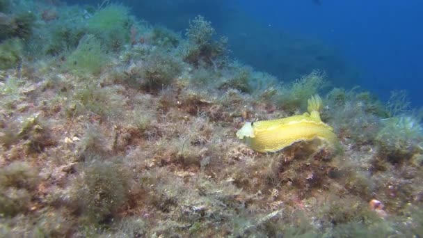 Nudibranchia in Middellandse Zee — Stockvideo