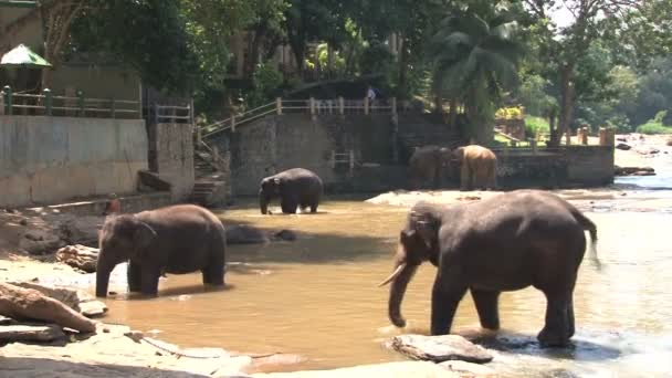 Elefantes bañándose en el río — Vídeo de stock