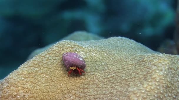 Hermit crab on coral — Stock Video