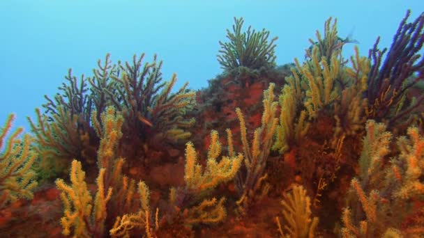 深海珊瑚礁 — 图库视频影像