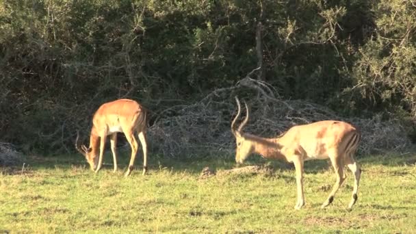 Group of wild deers — Stock Video