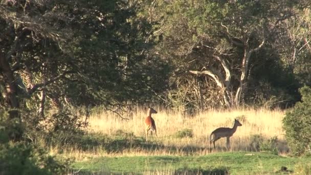 Gruppe von Wildhirschen — Stockvideo