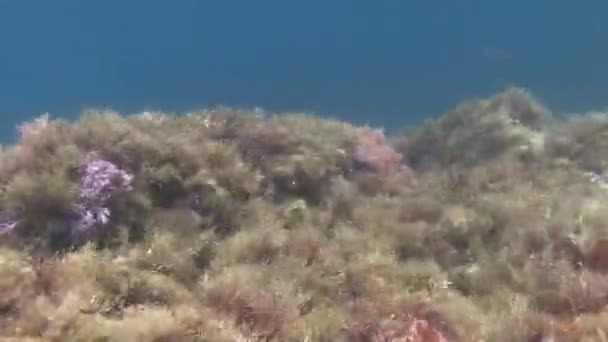 Costa Brava, potápění Středozemní moře — Stock video