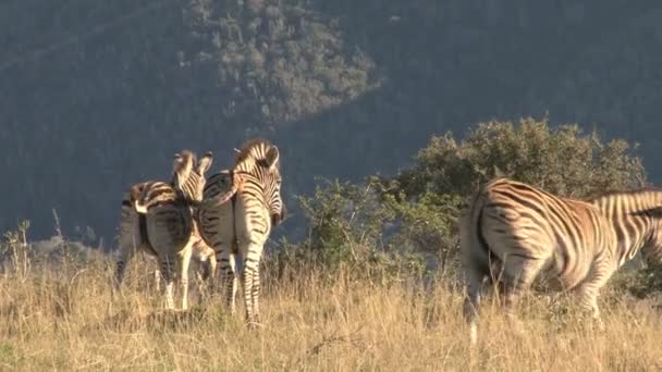 Zebror bete i gröna savannah — Stockvideo