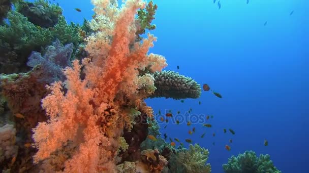 Yumuşak mercan dalgalar üzerinde hareket — Stok video