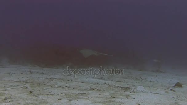 Stingray simma över revet — Stockvideo