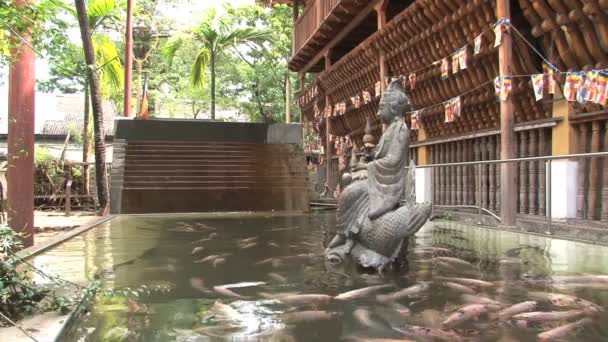 鱼在佛教寺庙 Gangarama — 图库视频影像