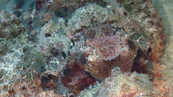 Pez escorpión rojo tendido en el fondo del mar — Vídeos de Stock