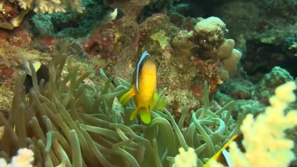 Peces anémonas brillantes escondidos en coral — Vídeo de stock