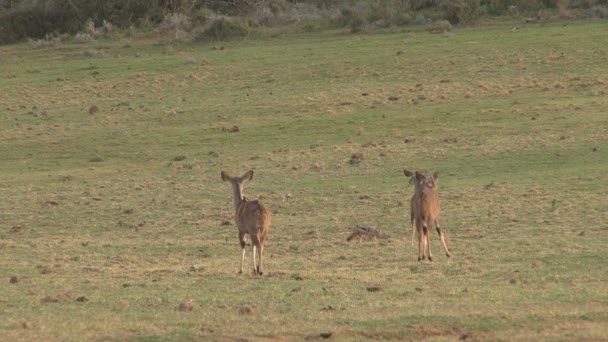 Ciervos sudafricanos — Vídeo de stock