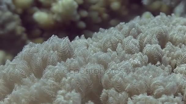 Corail doux se déplaçant sur les vagues — Video