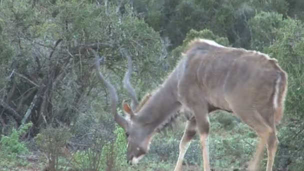 Wildtiere in Südafrika — Stockvideo