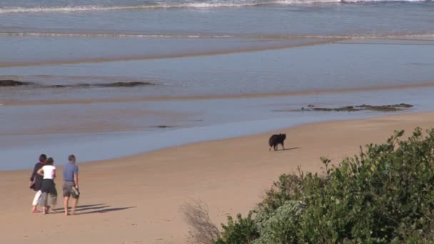 Les Gens Marchent Sur Plage — Video