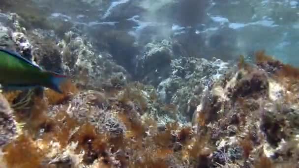 Vågor och viken i Medelhavet — Stockvideo