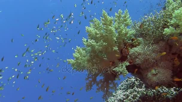 Ikan berwarna-warni berenang di dekat terumbu karang — Stok Video