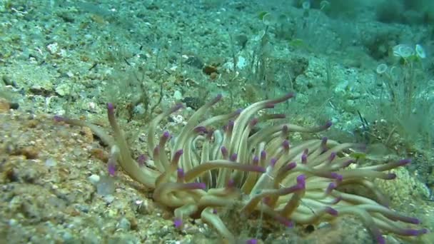 Anémona en el mar Mediterráneo — Vídeos de Stock