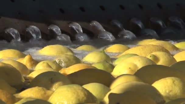 Фабрика современных лимонов — стоковое видео