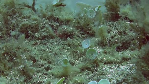 Reef sjöjungfrur cup i sand på botten — Stockvideo