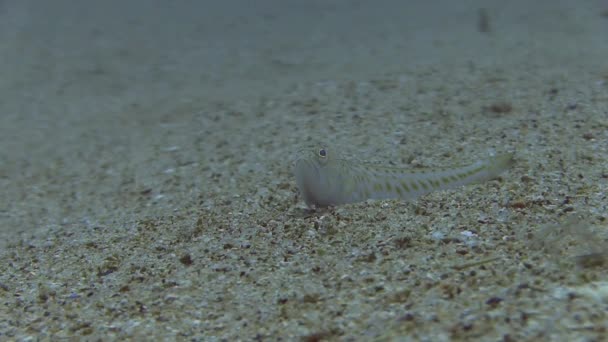 Costa Brava, buceo Mar Mediterráneo — Vídeos de Stock