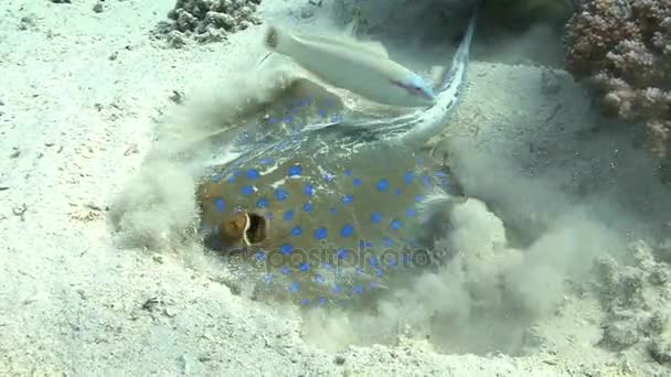 Blauw spotted stingray in zand — Stockvideo