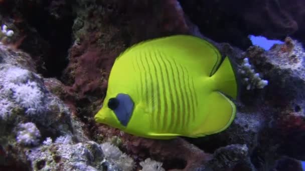 Dos peces mariposa brillantes nadando en el mar — Vídeos de Stock