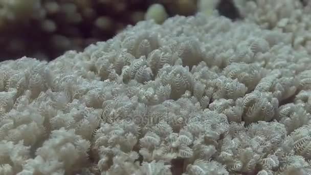 М'який корал, що рухається на хвилях — стокове відео