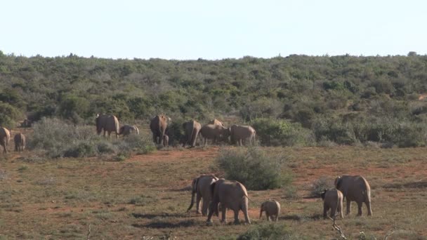 Grupo de hermosos elefantes — Vídeos de Stock