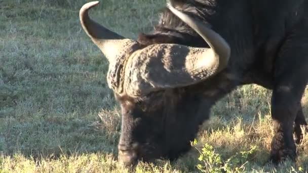 Buffel jedzenia trawy, zbliżenie — Wideo stockowe