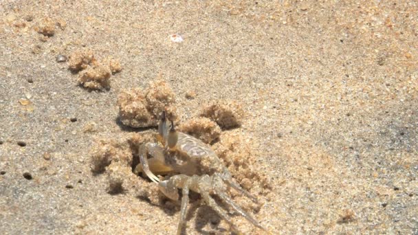 Images Crabe Sur Plage — Video