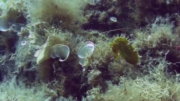 Costa Brava, plongée Mer Méditerranée — Video