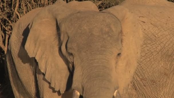 Södra afrikanska elefanter — Stockvideo